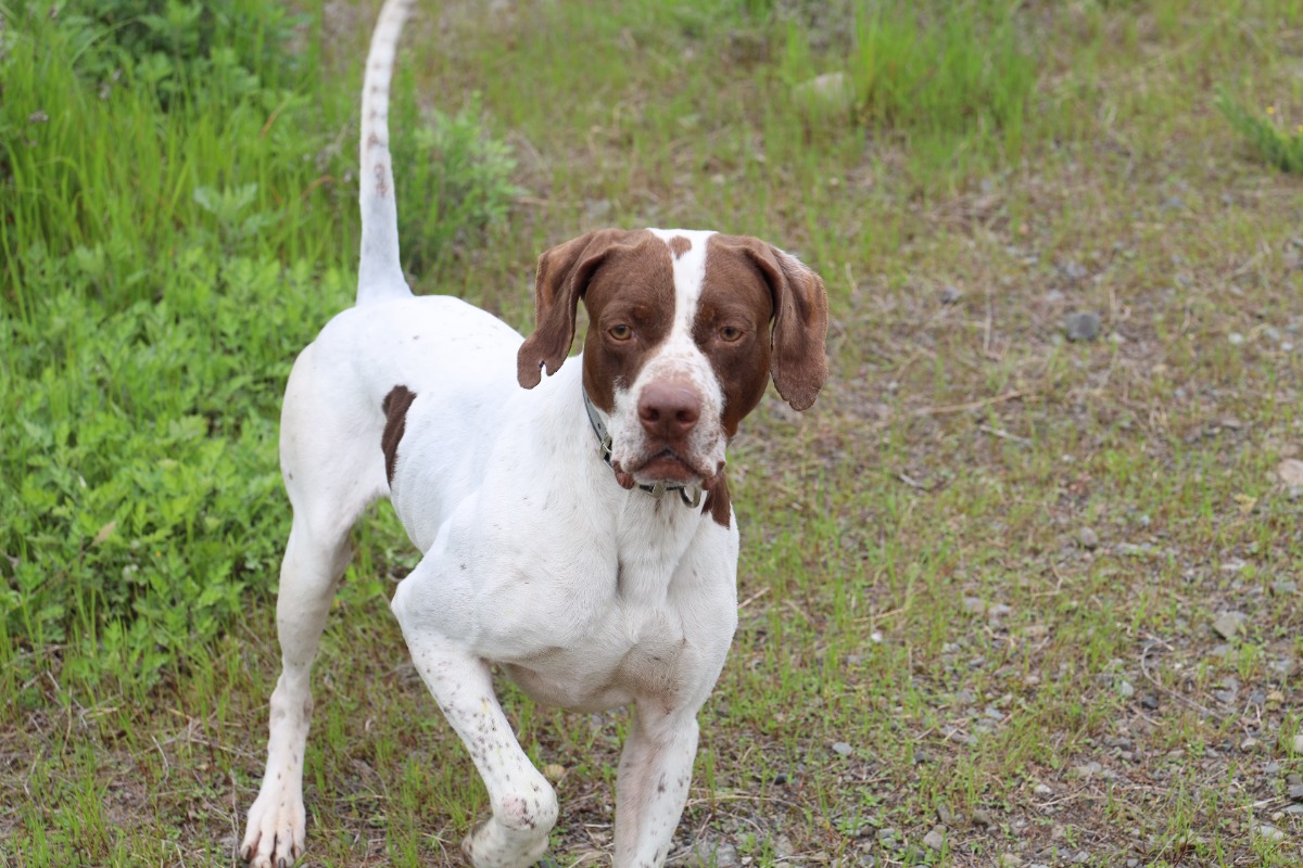 【徳島のすごアニマル】狩猟犬の競技大会で全国１位を獲得！／シーフィールド犬舎・住友佑輔さん