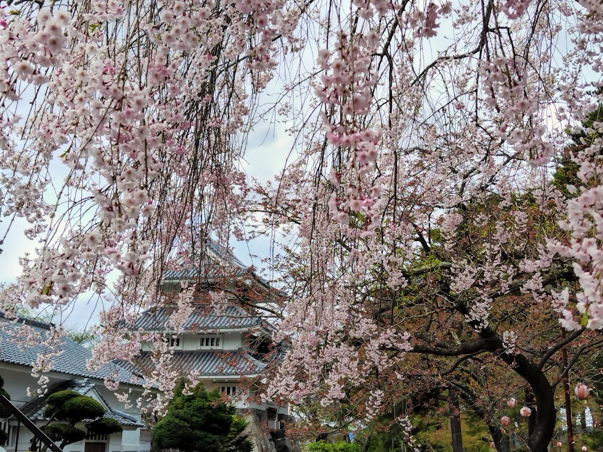 青森で「ハートの桜」に出会う。