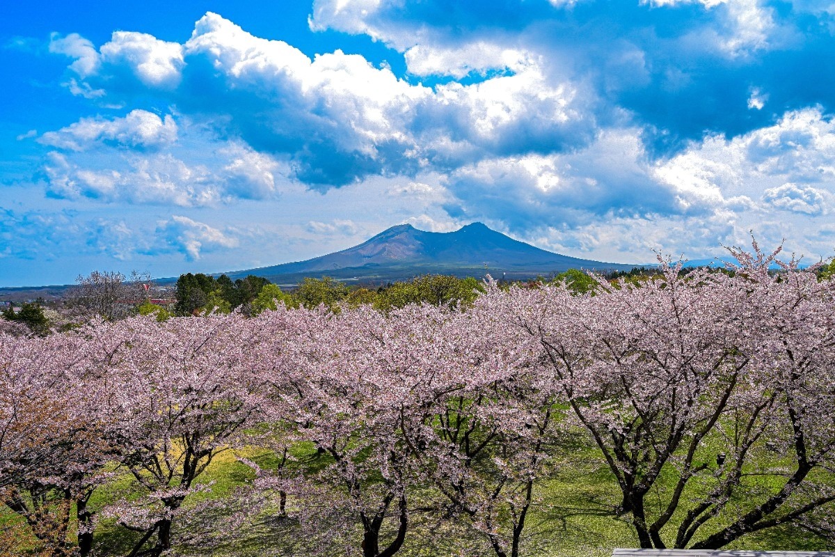 2025 北海道のお花見・桜の名所 ①|函館エリア