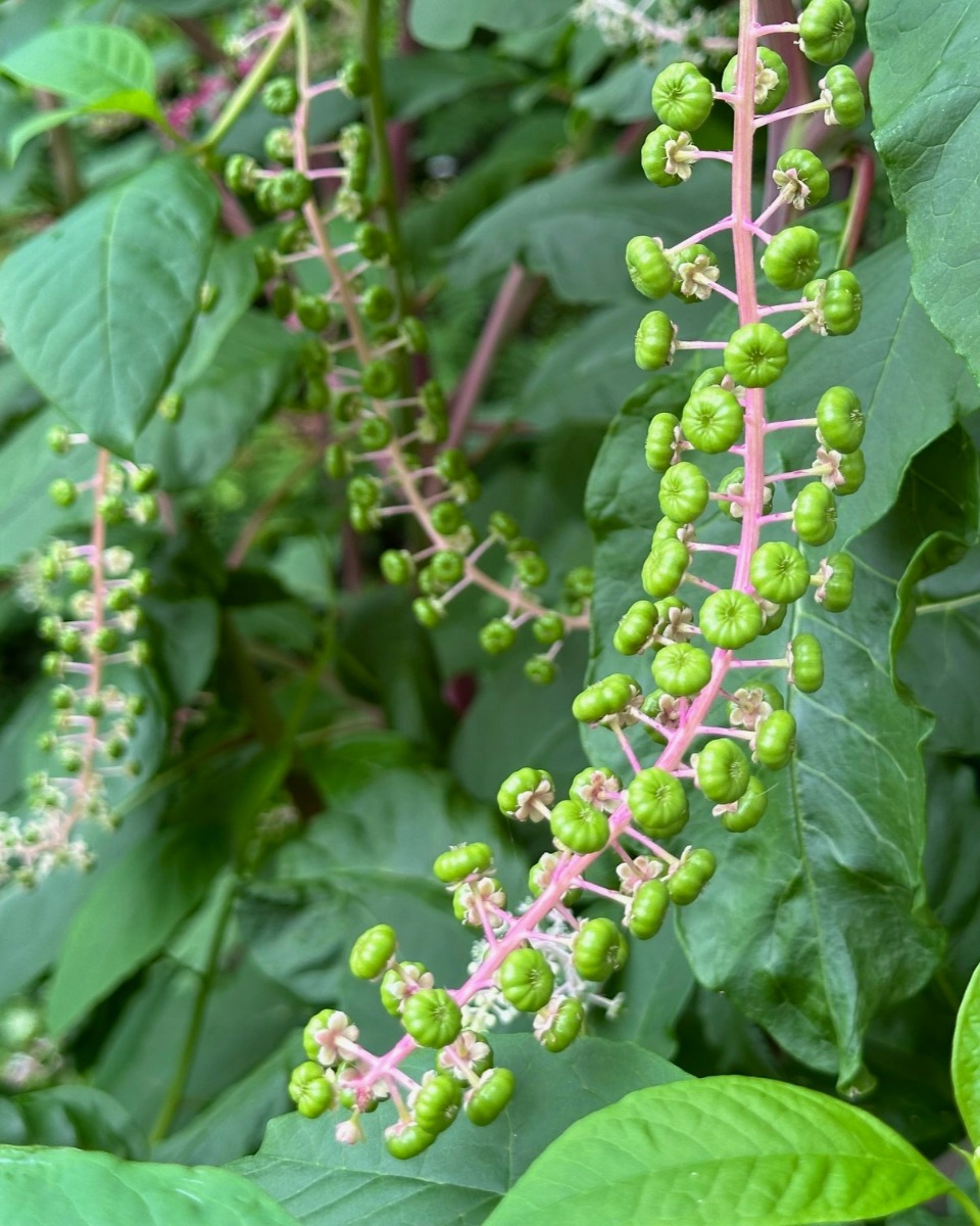 北海道の庭｜今週の花　夏の終わりの‟実もの”たち