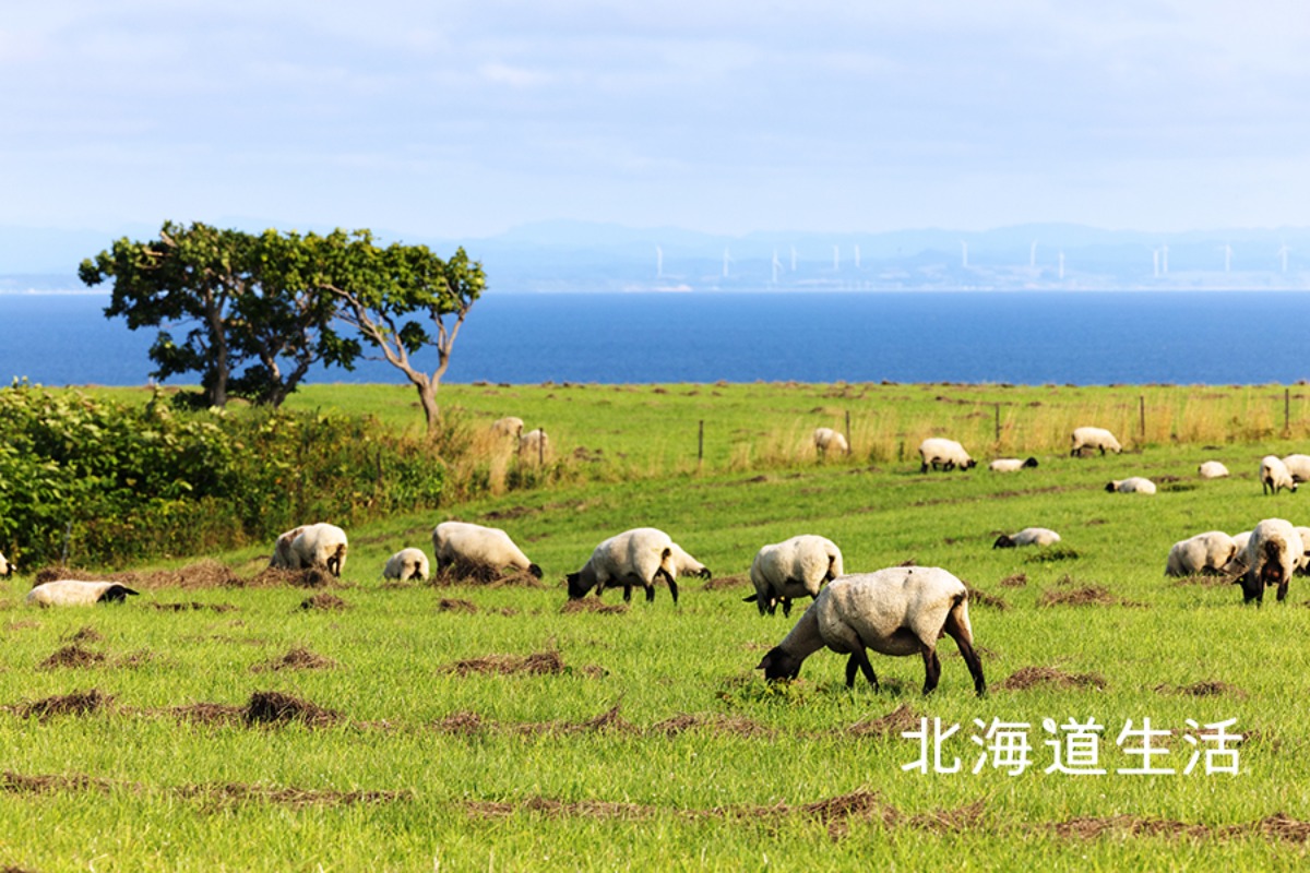 やぎさん取材日記｜羊のいる焼尻島・海鳥の聖地・天売島へ。　