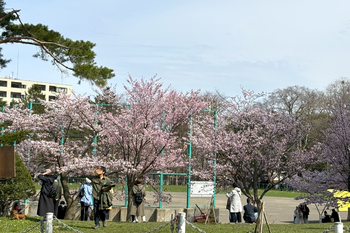 見頃の桜めぐり!札幌中心部はほぼ満開の8分咲き、4月28日情報