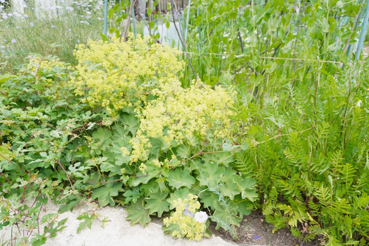 ポタジェ｜夏野菜の収穫前の楽しみは、バラと宿根草の彩り