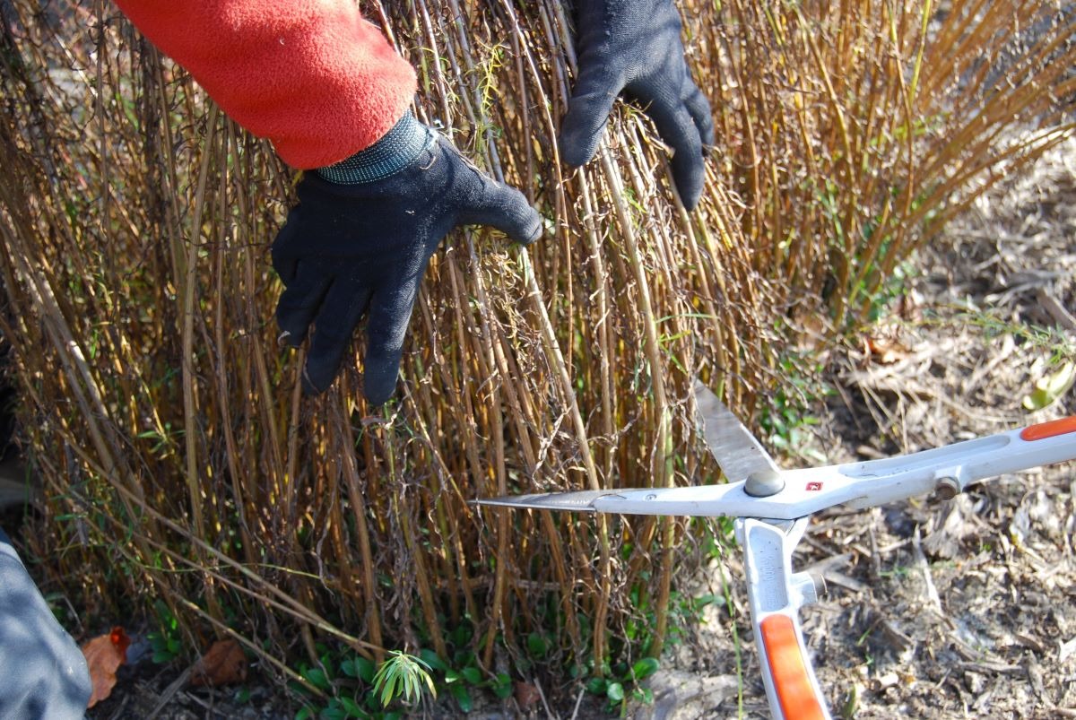 北海道 宿根草の育て方｜10月　株分けや球根の植え込みは今月中に