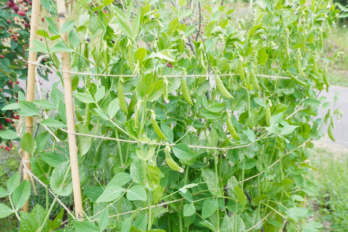 ポタジェ|菜園のデザイン!ハーブの開花と野菜が育つ7月の様子