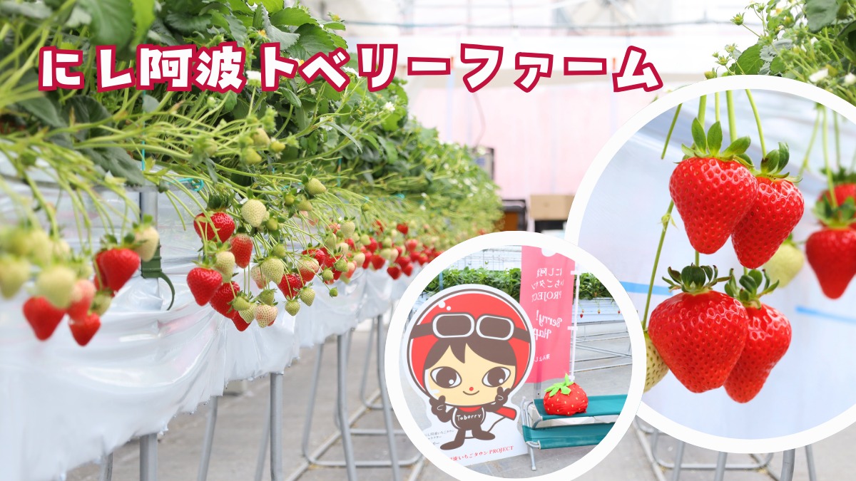 《にし阿波トベリーファーム》東みよし町を「いちごのまち」に！春のおでかけは新オープンのいちご狩りスポットへ