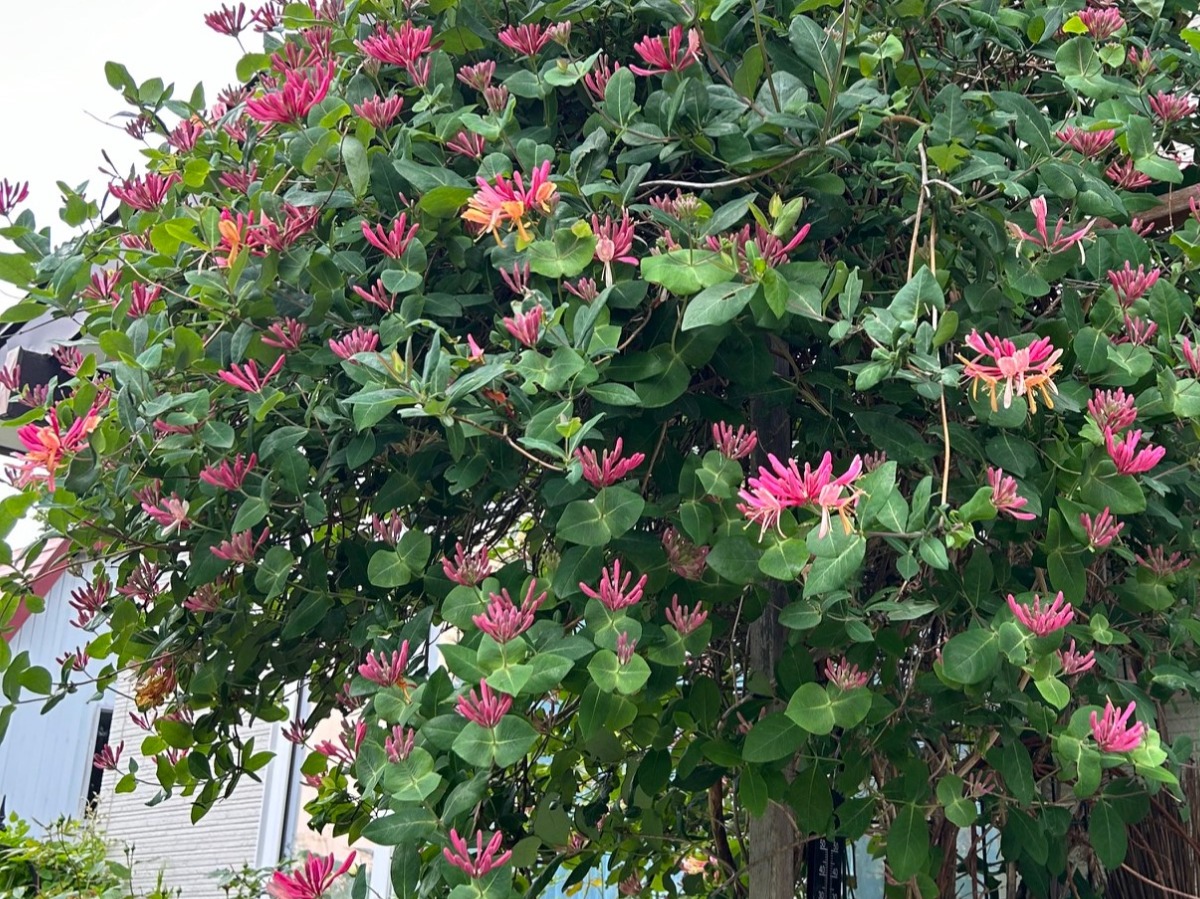 北海道の庭｜今週の花　バラの季節