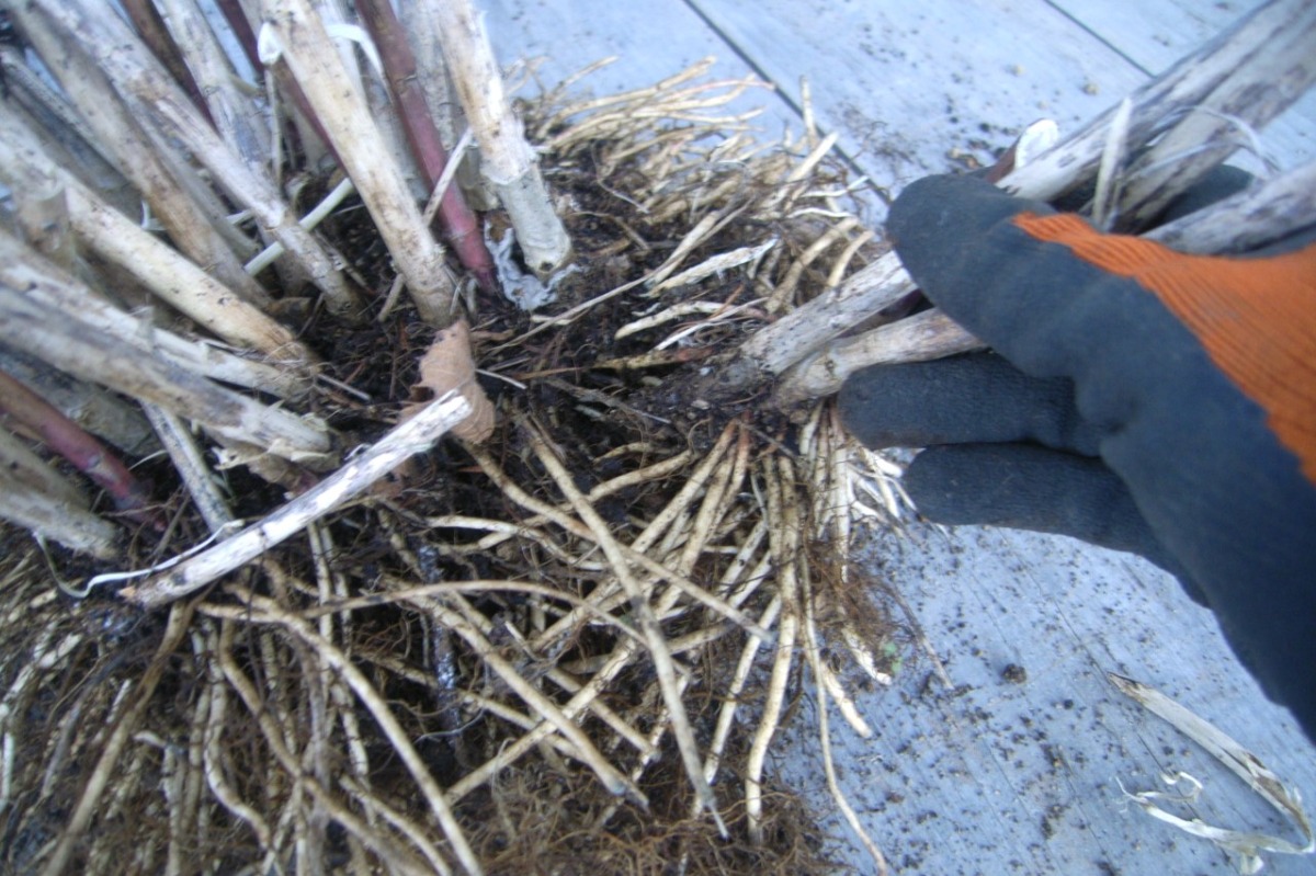 北海道 宿根草の育て方｜1月　庭の環境による寒さ対策と温室管理
