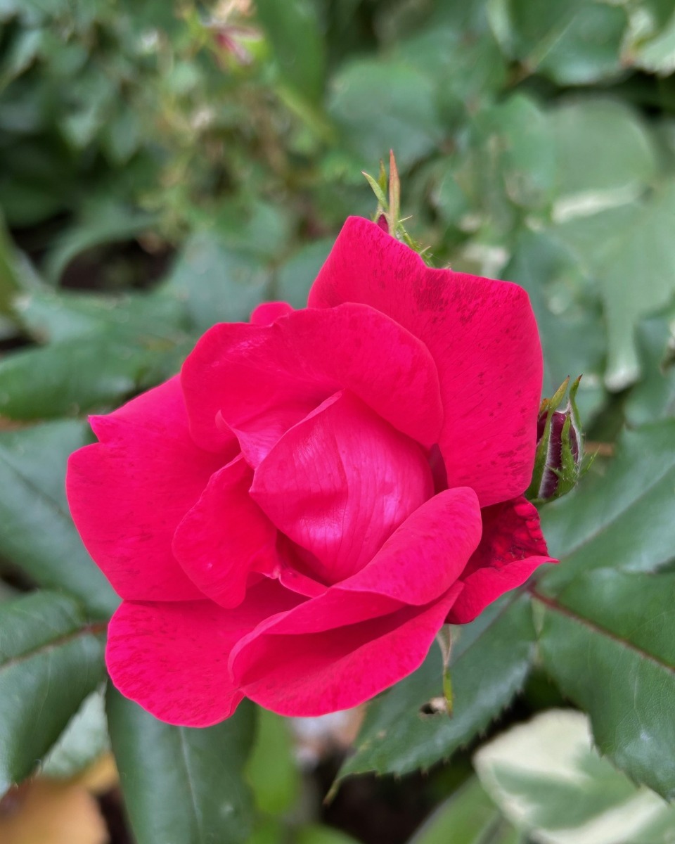 北海道の庭｜今週の花　バラの季節