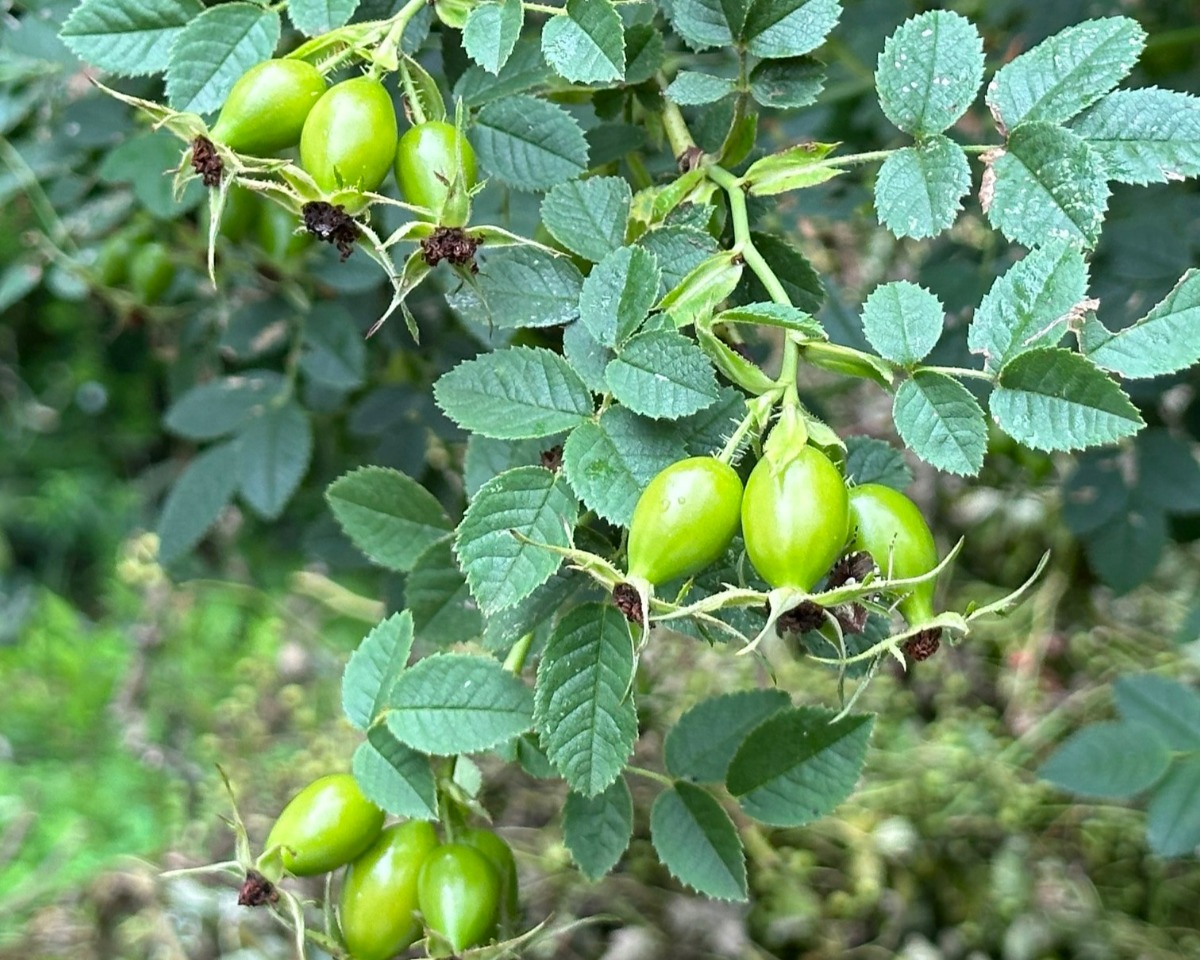 北海道の庭｜今週の花　夏の終わりの‟実もの”たち