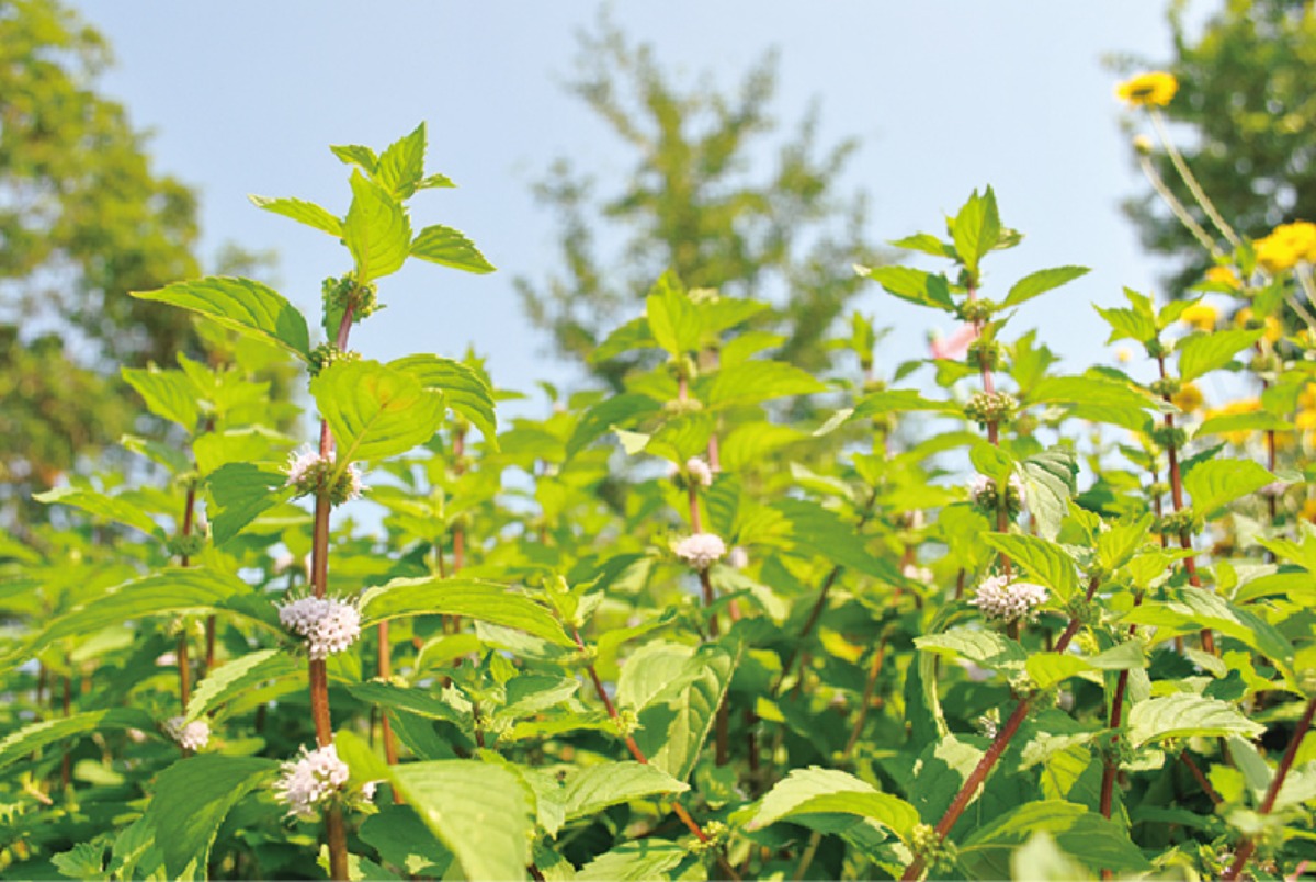 春から夏のオホーツク案内｜北見市　春はツツジ、夏には和ハッカと、 香りと色彩に包まれるまち
