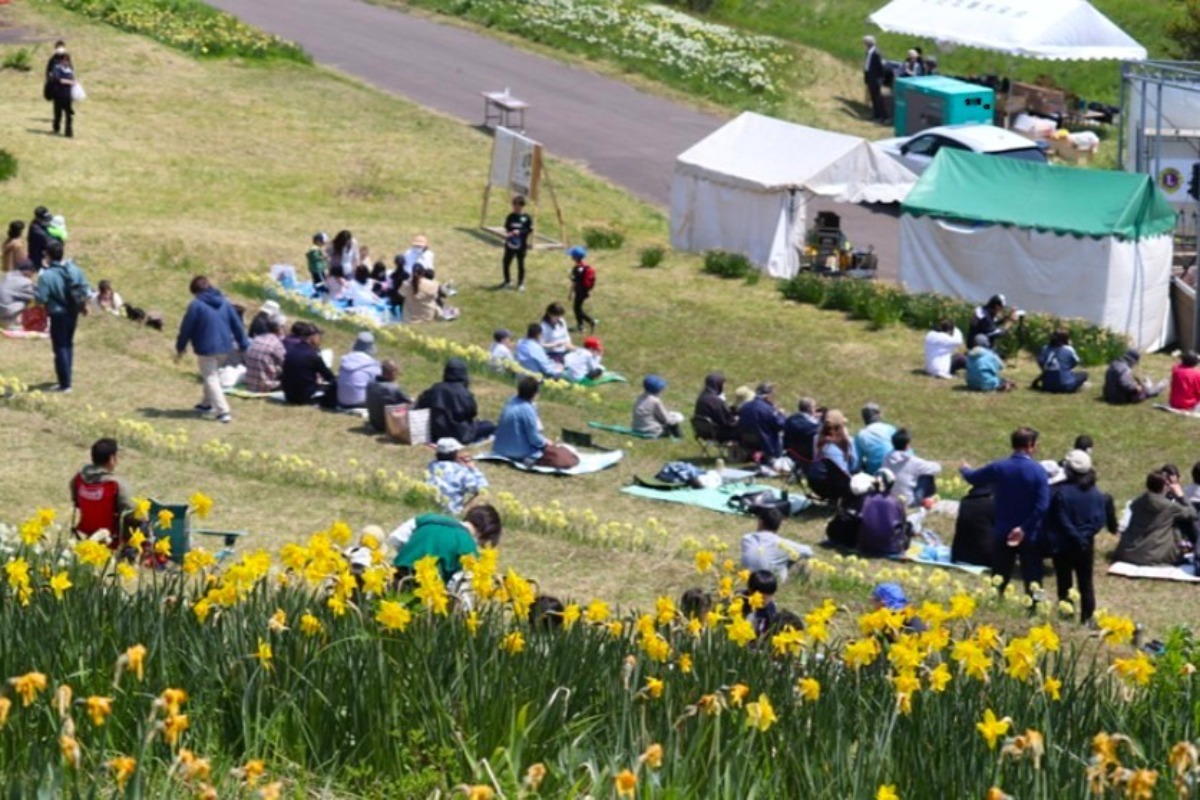 せたな町・4月26日「玉川公園 水仙まつり」開催!約30万株が咲く