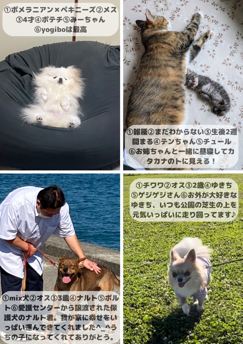 【ペットフォトコンテスト】幸せを呼ぶペットライフ　We LOVE Pet2024年8・9月版