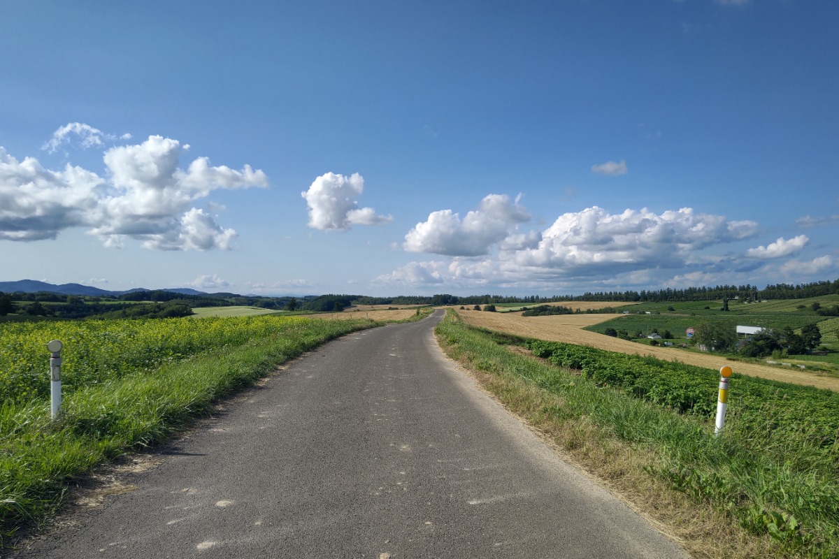 北海道・美瑛、小麦畑をつかまえて。