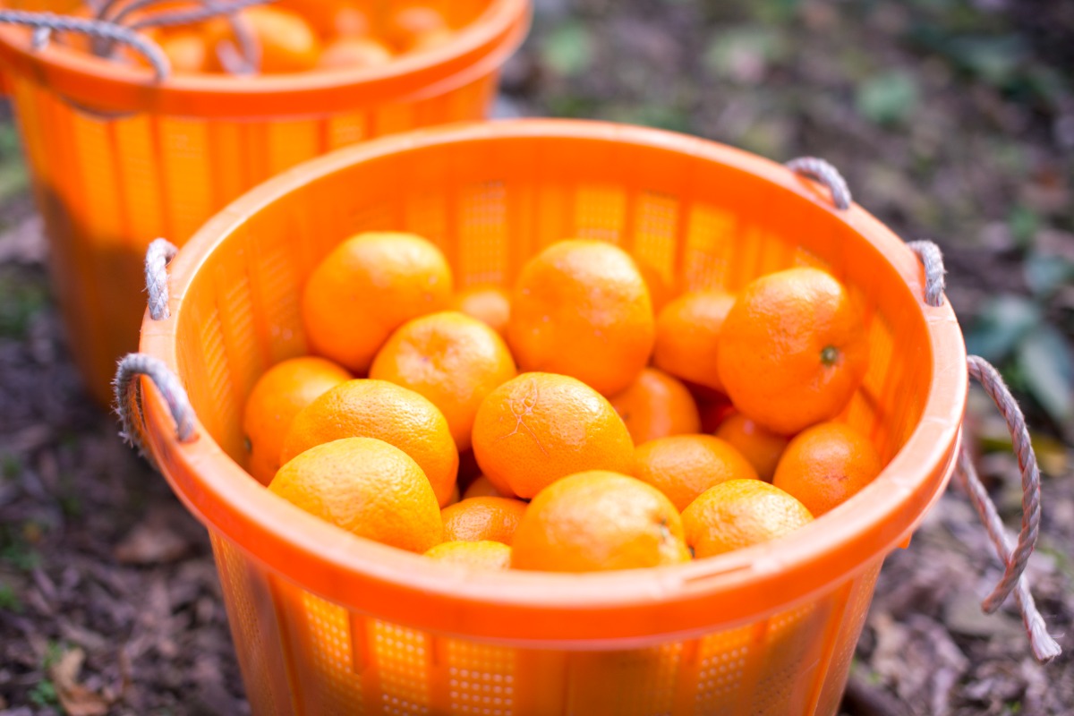 Instagram #阿波ふうど2025 フォロー＆ハッシュタグキャンペーン