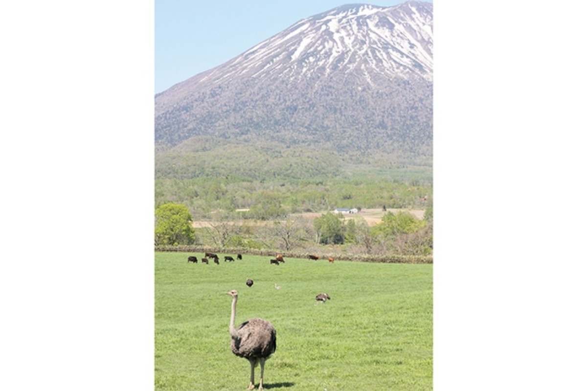 ふるさと納税｜ニセコ町　羊蹄山など山岳、自然豊かな観光リゾート地