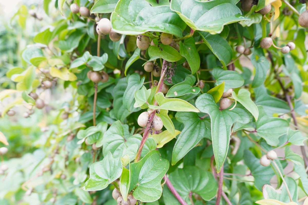  ポタジェ｜秋の菜園と、春夏野菜の振り返り