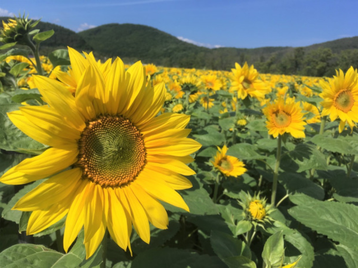 北海道のひまわり畑 2024　おすすめ絶景スポット！