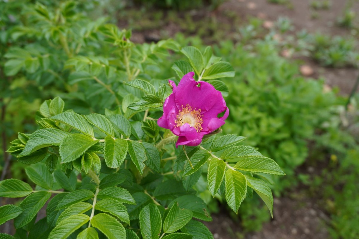 ポタジェ｜夏野菜の収穫前の楽しみは、バラと宿根草の彩り