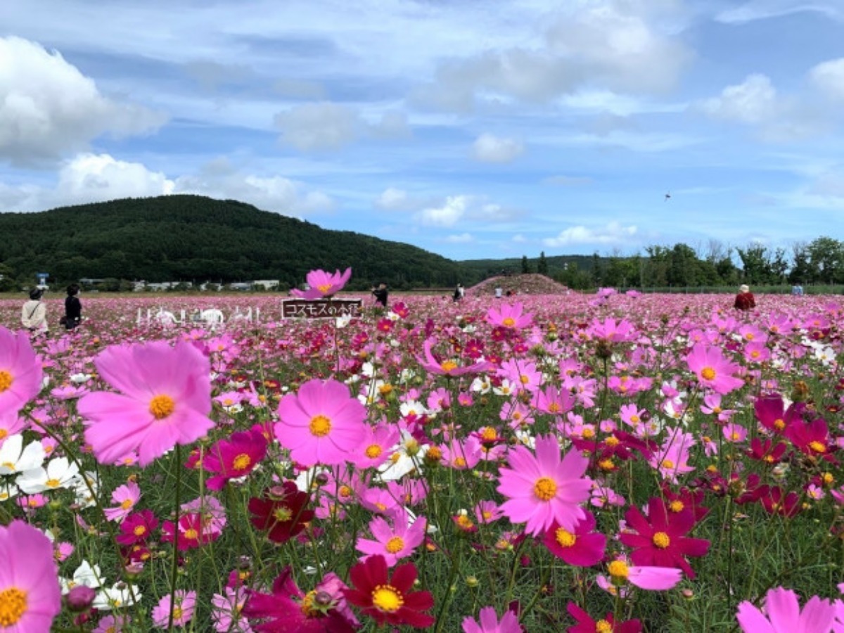 北海道のひまわり畑 2024　おすすめ絶景スポット！