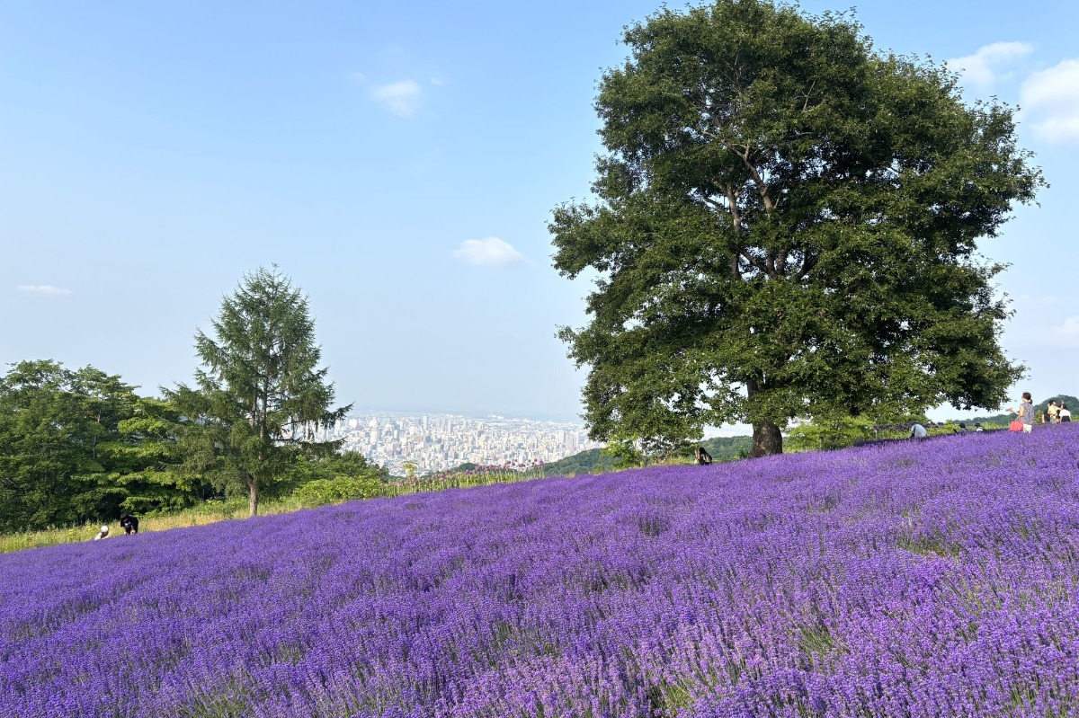 ラベンダー畑と札幌市街を見渡せる絶景「幌見峠ラベンダー園」へ