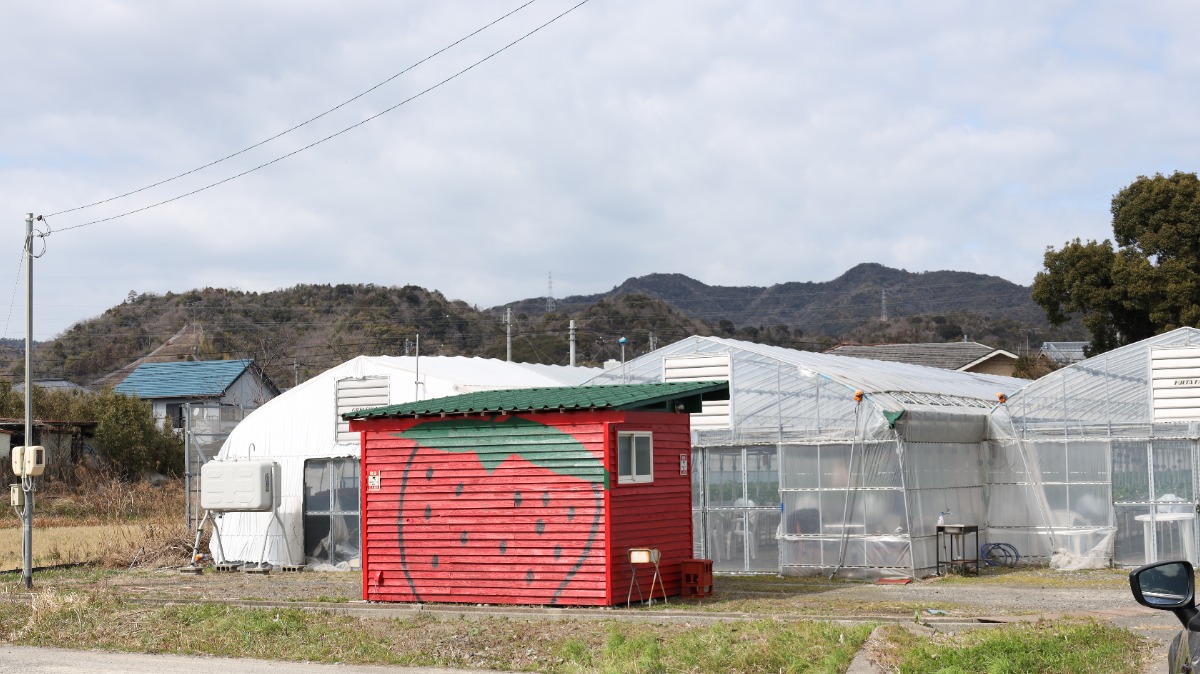 【徳島おでかけ】いちご狩り｜貴彩ガーデン／驚きの甘さ！期間中農薬不使用で安心