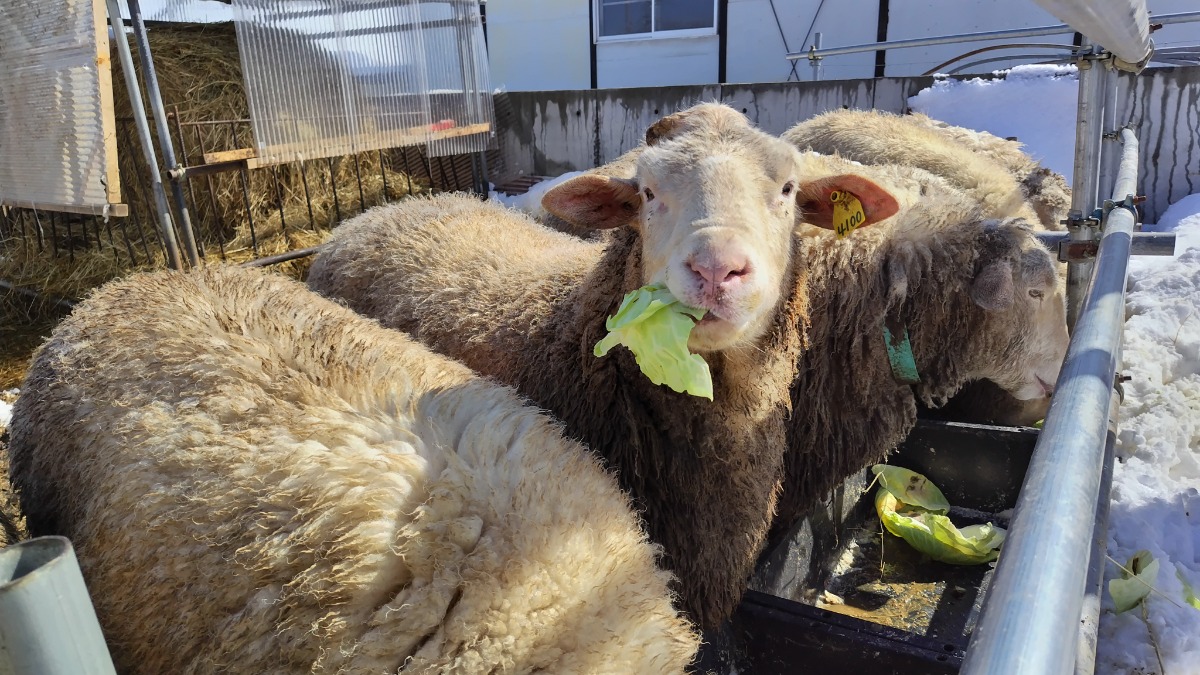 札幌→石狩地方へ行ってきました！（後編／２日目）