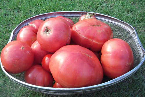 【子育てコラム】今こそトマトの季節