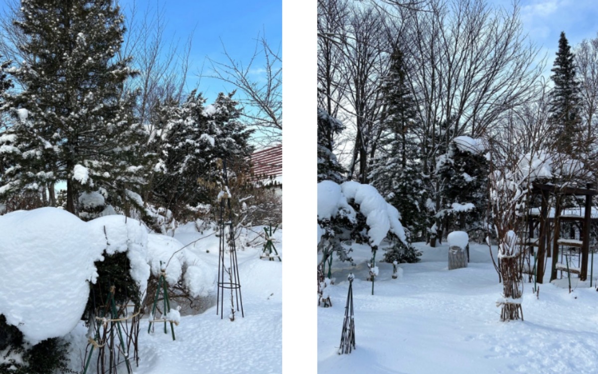 北海道の庭｜今週の花　 庭は越冬中。興味は仕込んだ鮭の飯寿司