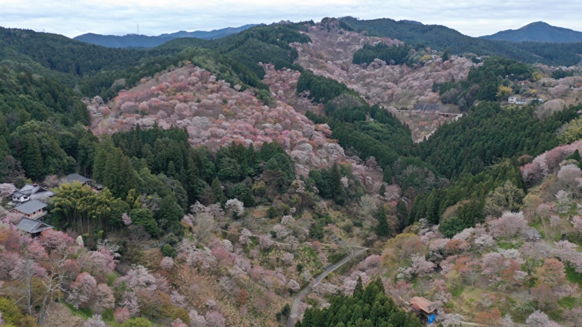 日本有数の桜名所！山全体を覆う約3万本の桜【奈良の桜2023｜吉野山｜吉野町】