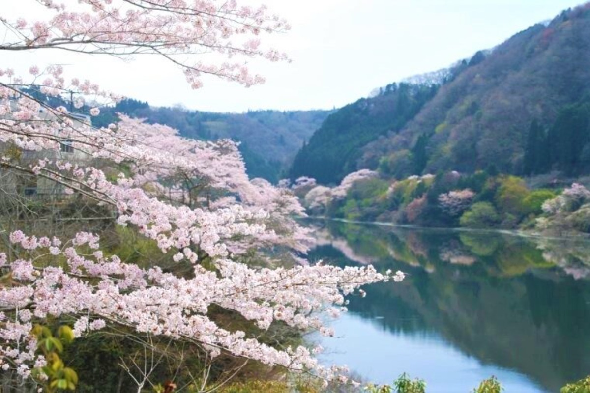 調和の美を感じさせる春の景色【奈良の桜2022／月ヶ瀬湖畔／奈良市】