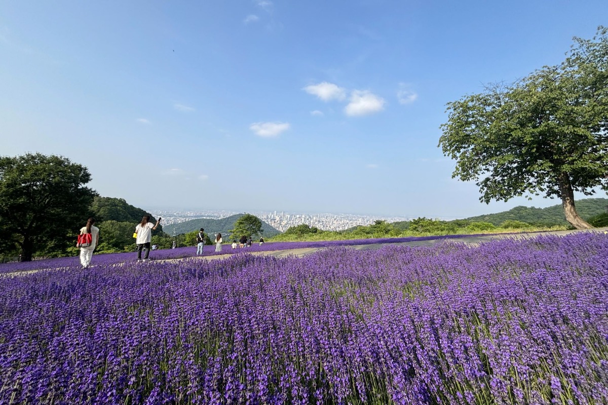 ラベンダー畑と札幌市街を見渡せる絶景「幌見峠ラベンダー園」へ