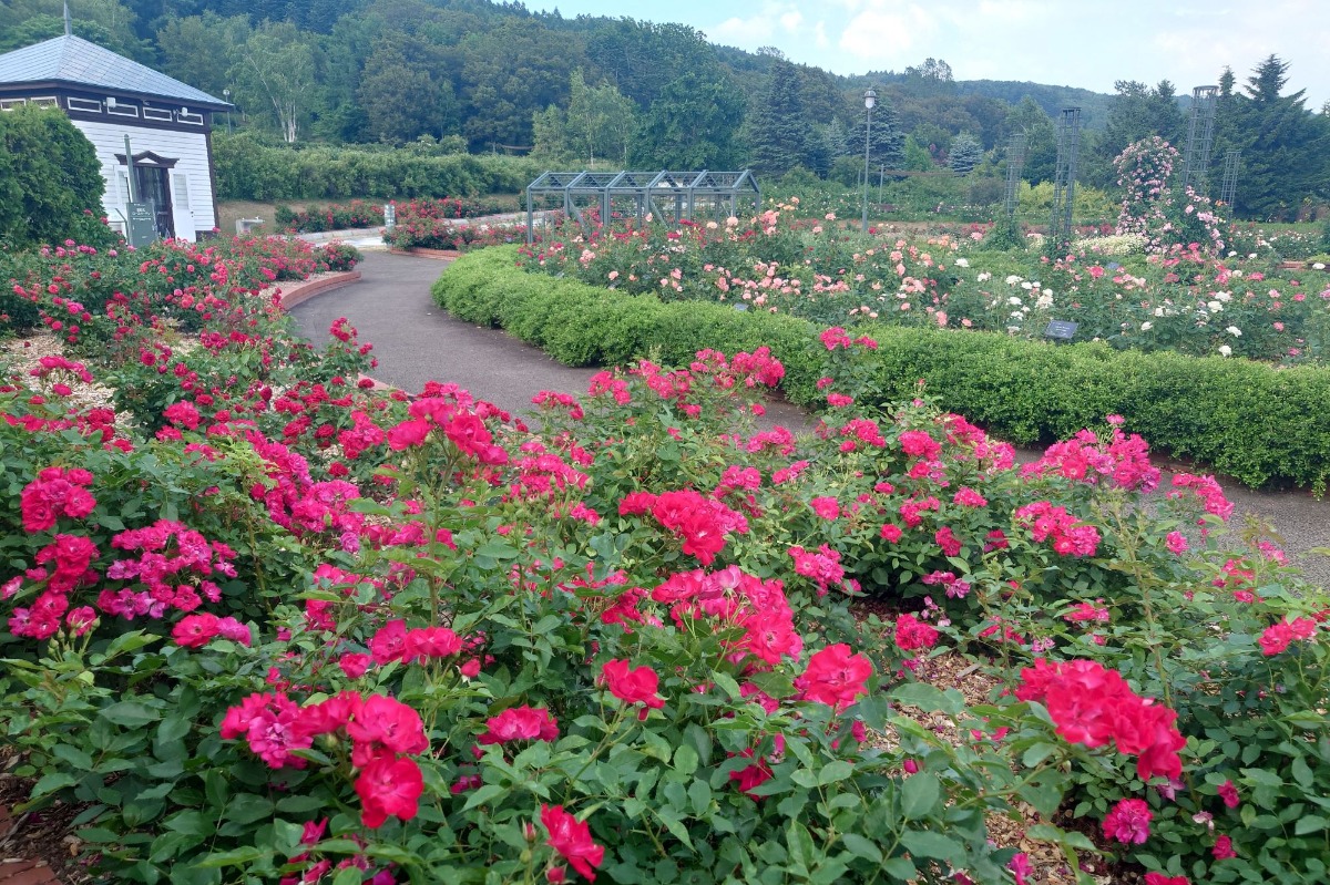 北海道 バラの育て方|7月 次の花を期待!一番花の花後の処理