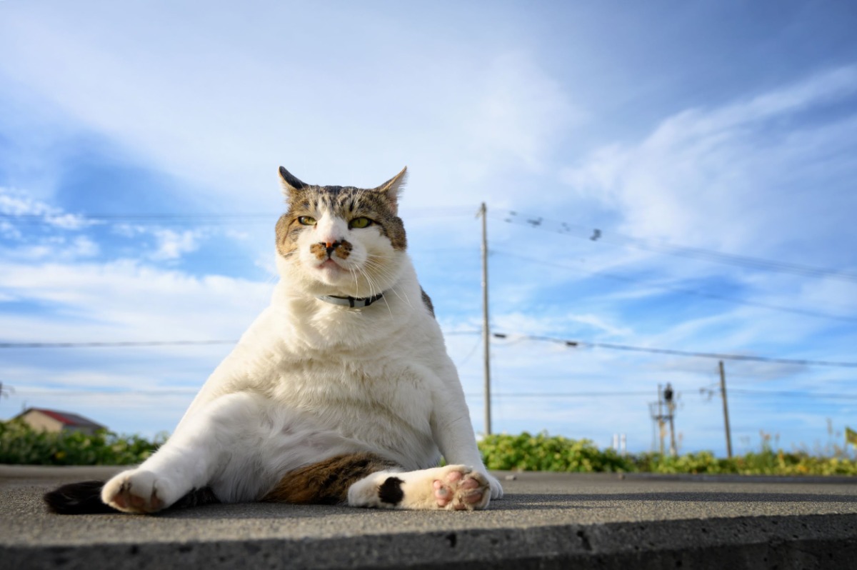 小樽の超人気猫！気ままなボス猫『ケンジ』写真展12月15日より