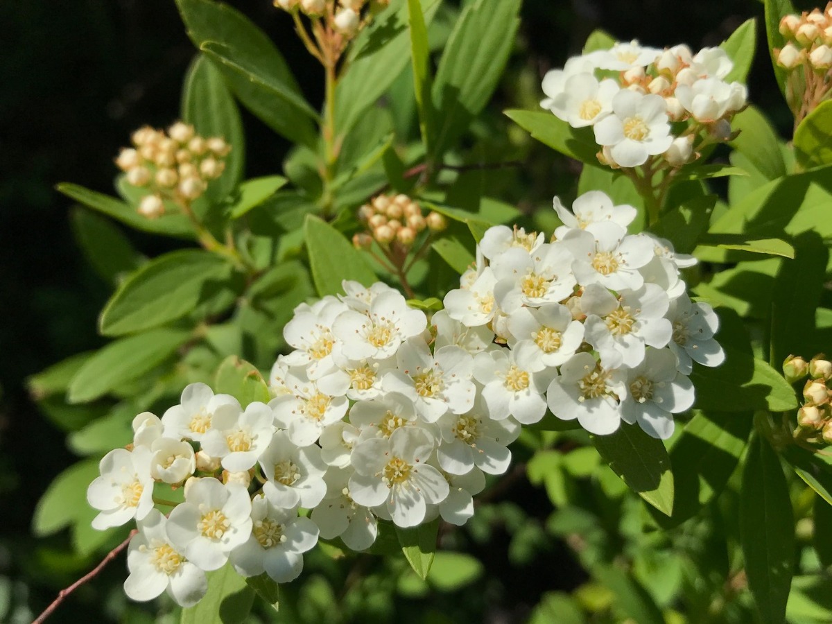 北海道の庭｜今週の花　庭の樹木～シンボルツリー・花木・紅葉