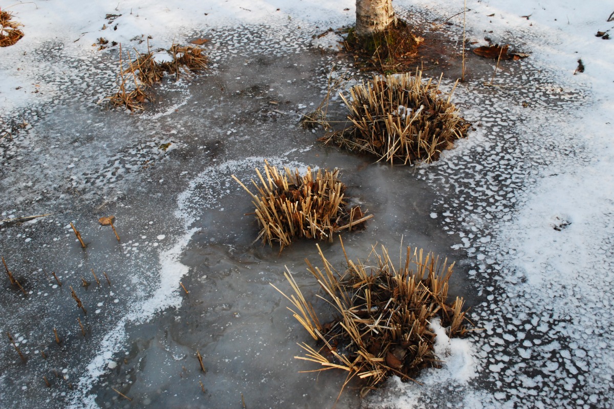 北海道 宿根草の育て方｜1月　庭の環境による寒さ対策と温室管理