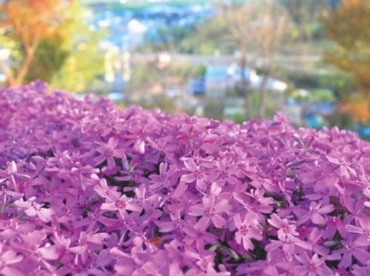 滝上町の芝桜の大群落！「芝ざくらまつり」は5月7日より