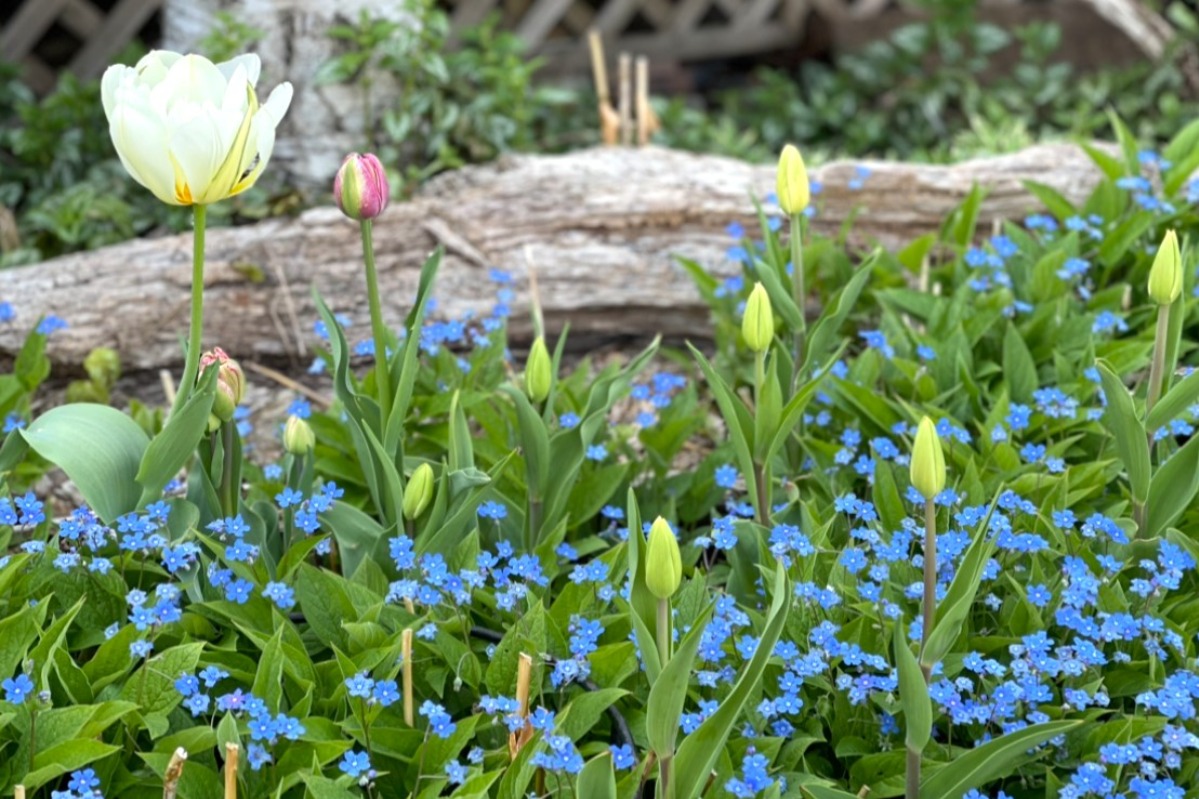 ハーバルライフ｜春はもうすぐそこ！ 花・香りのよい植栽に役立つハーブ