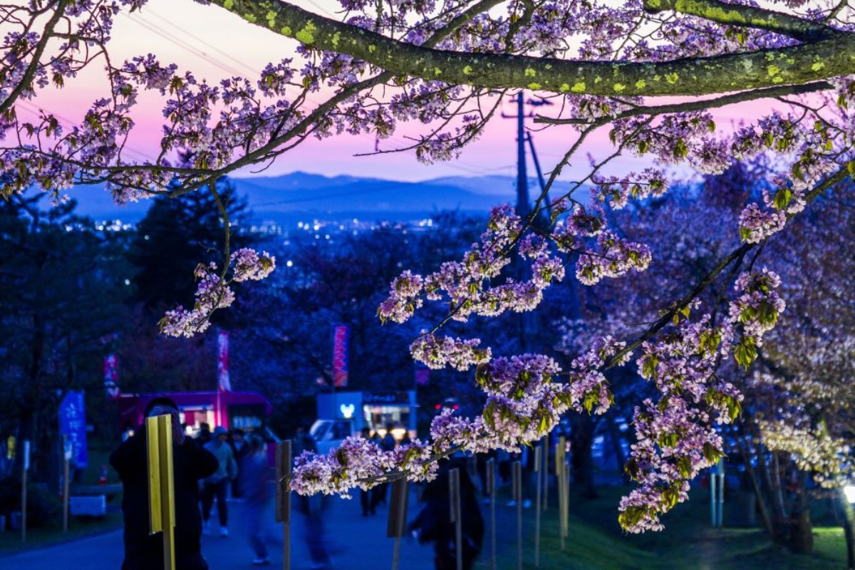 2025 北海道のお花見・桜の名所 ③｜登別・静内ほか各地