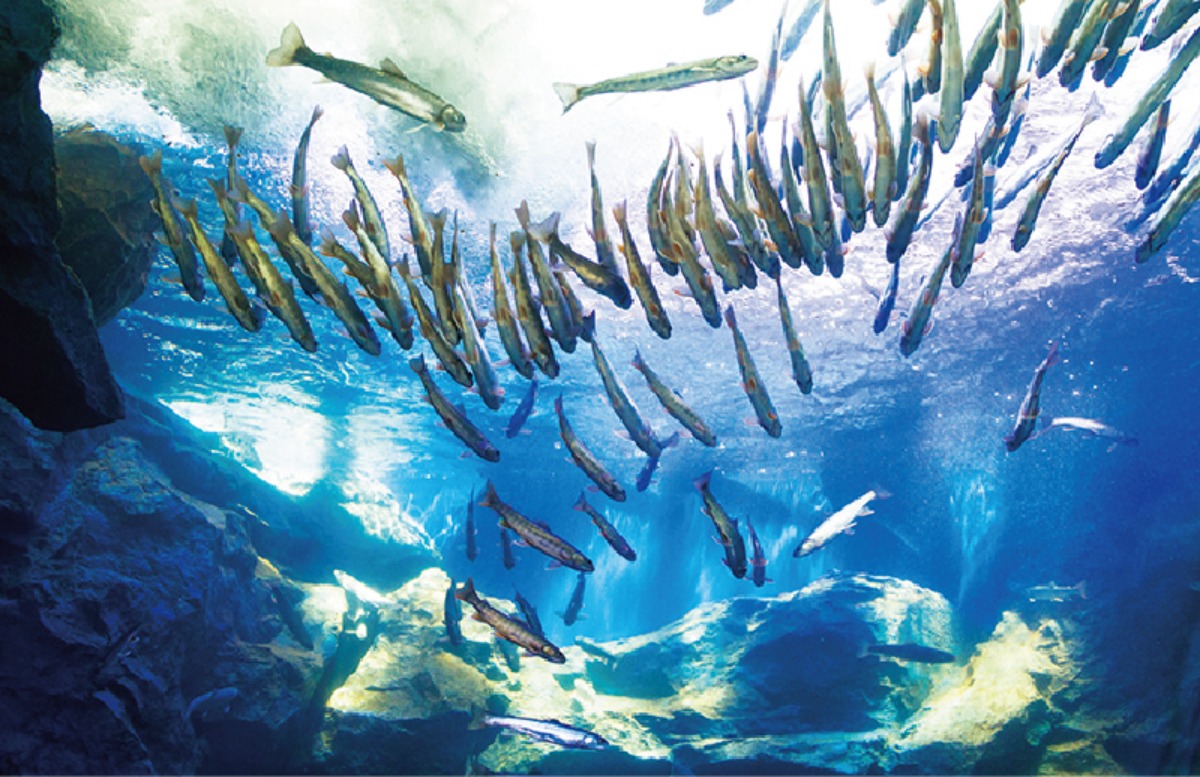 春から夏のオホーツク案内｜北見市　春はツツジ、夏には和ハッカと、 香りと色彩に包まれるまち