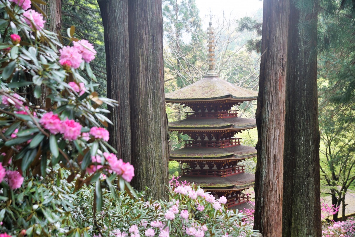 【奈良】ぼたん、しゃくなげが見頃の寺4選