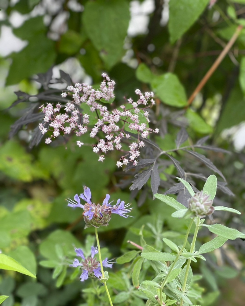 ハーバルライフ｜初夏から盛夏に向かって、庭を彩るハーブの花々