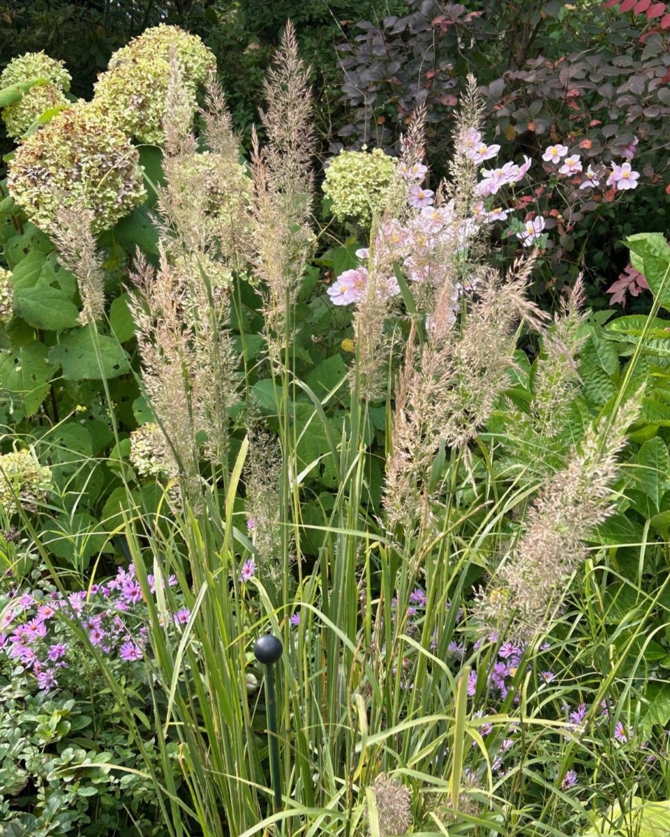 北海道の庭｜今週の花　晩秋を振り返って、グラス類とシンボルツリー