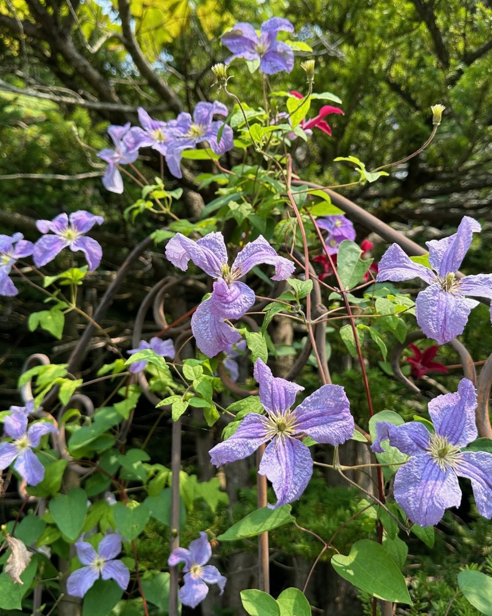 北海道の庭｜今週の花　今が盛りのクレマチス！