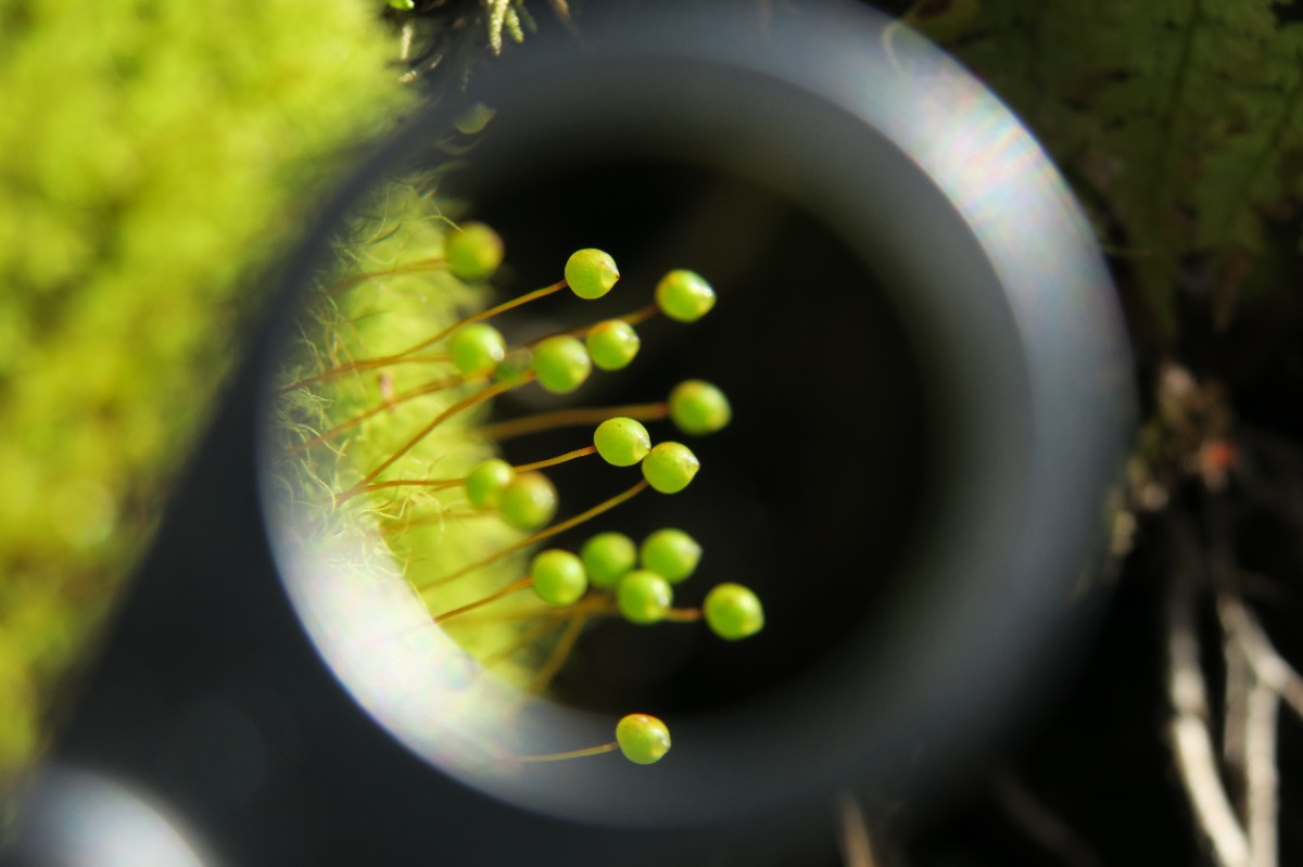 奥入瀬渓流｜花咲く苔を愛でる「春のお苔見」今年も実施