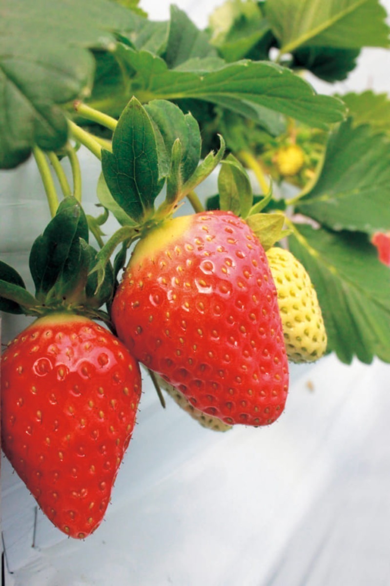 【2026最新版】徳島いちご狩りスポット・おすすめ14選！家族のおでかけ＆レジャーにぴったり