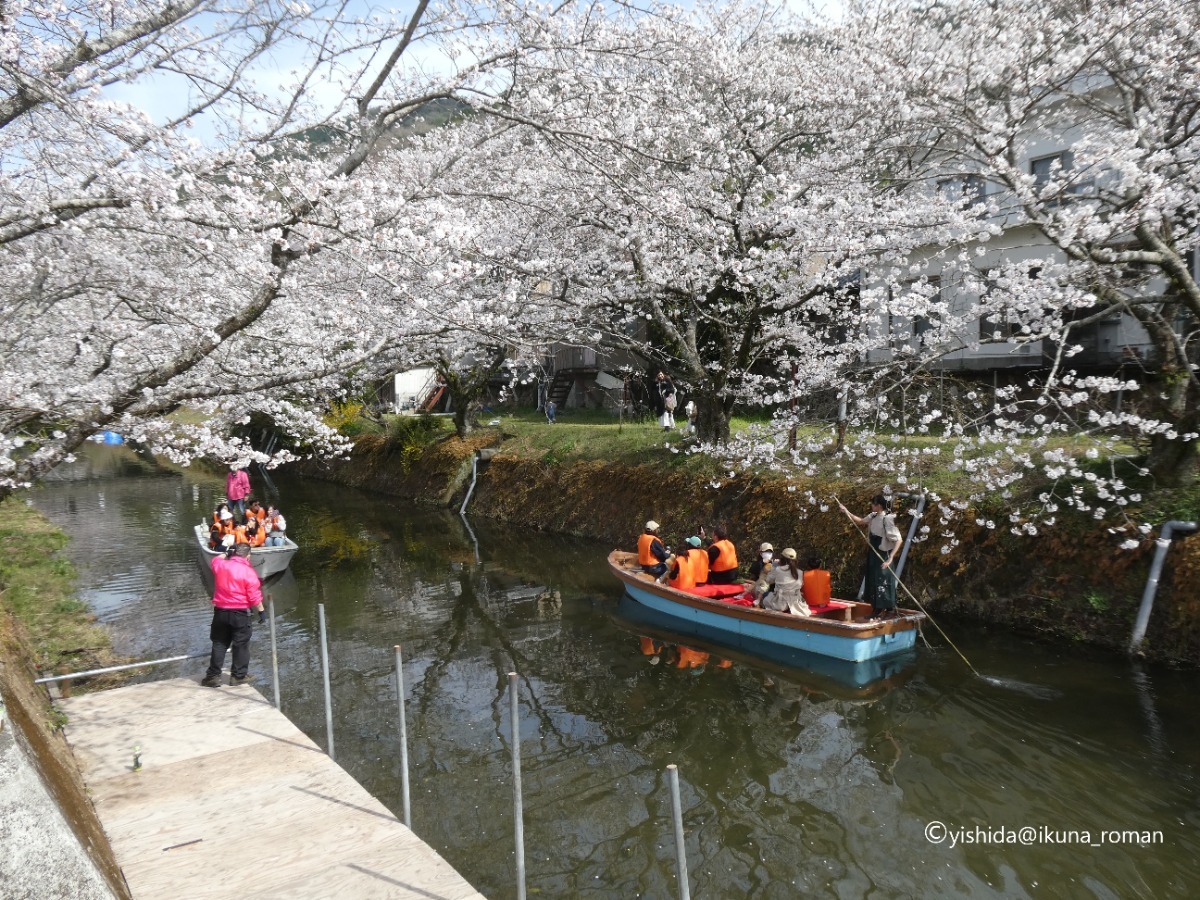 【2026年最新版】徳島のお花見スポット・桜の名所34選