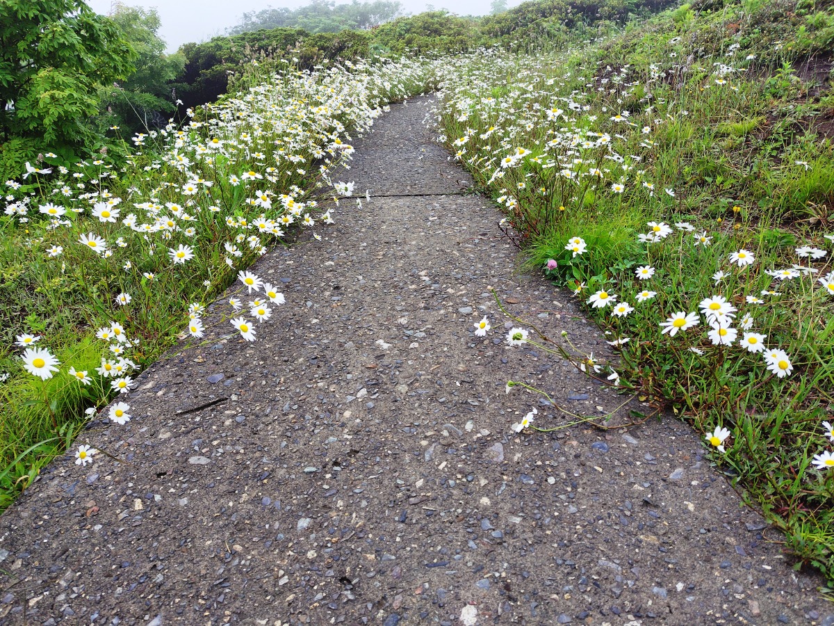 やぎさん取材日記｜羊のいる焼尻島・海鳥の聖地・天売島へ。　