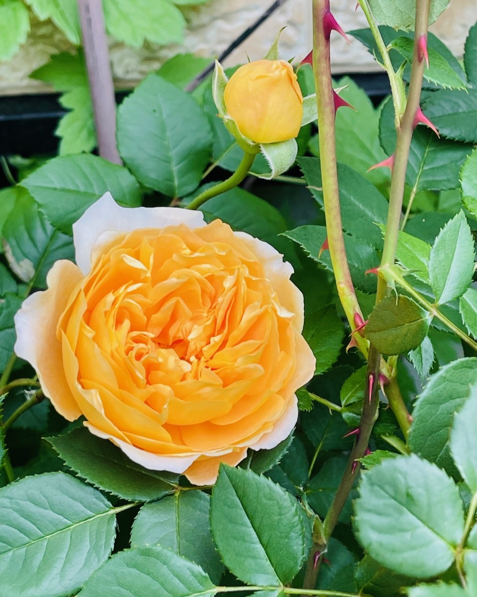 ハーバルライフ｜初夏から盛夏に向かって、庭を彩るハーブの花々