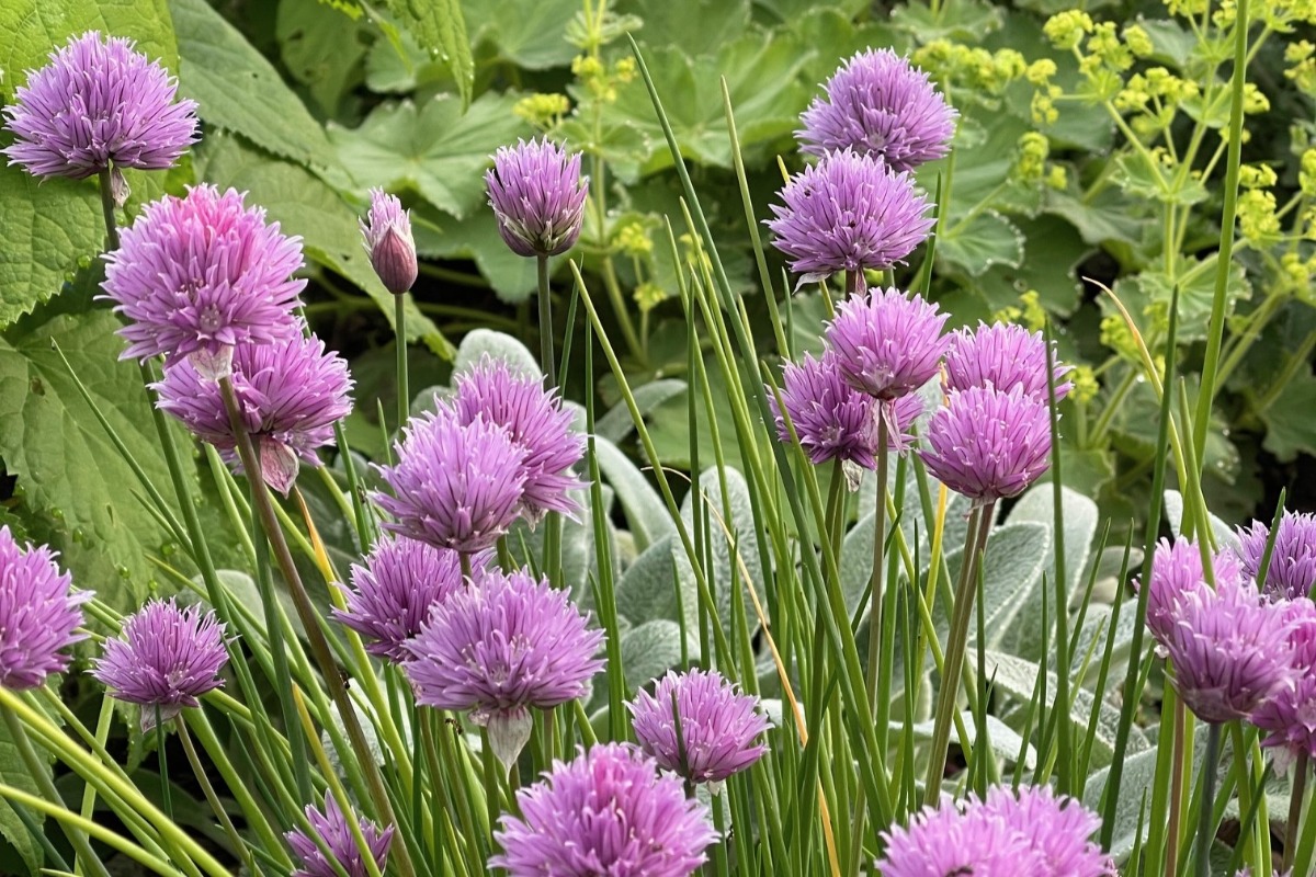 ハーバルライフ｜初夏から盛夏に向かって、庭を彩るハーブの花々